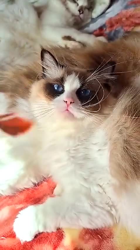 Ragdoll cats for sale: ✨ Exceptional Ragdolls,a distinguished lineage ✨ - Video 1