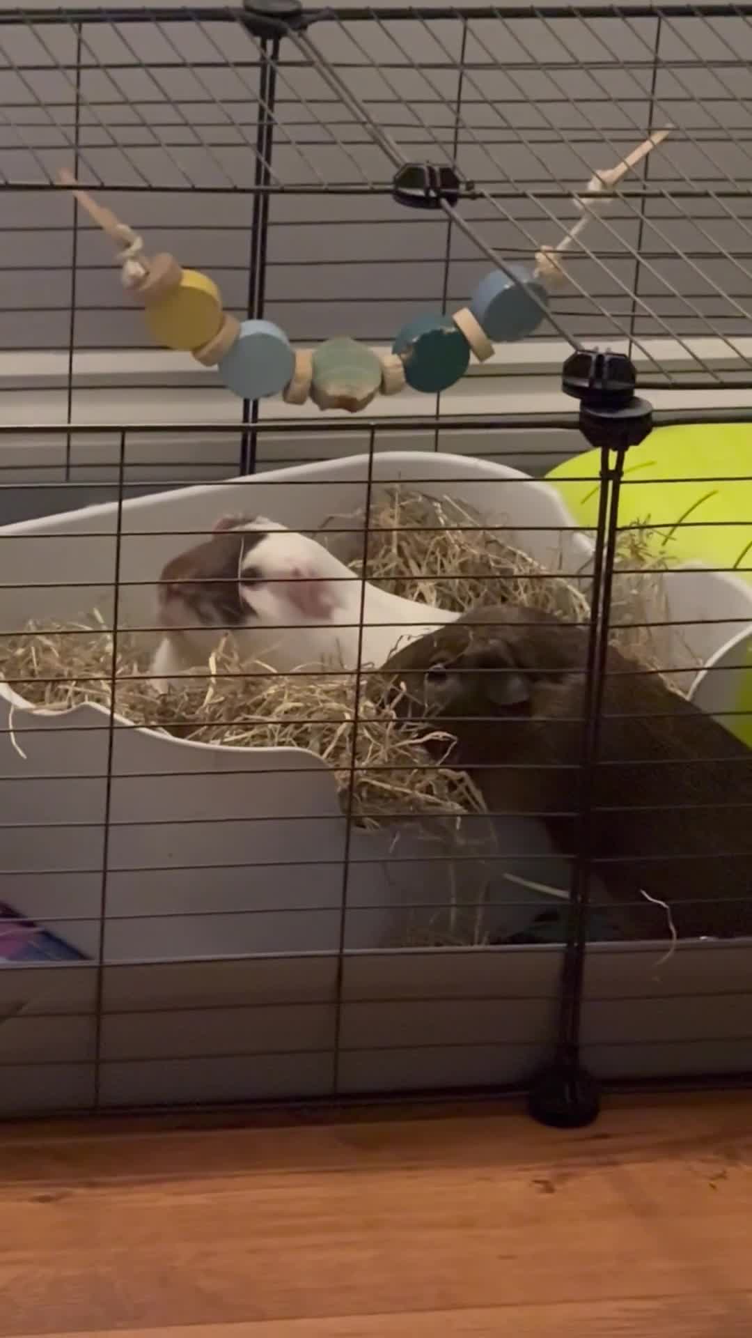 Guinea Pig rodents for sale: 2 male guinea pigs with complete set up   - Video 1