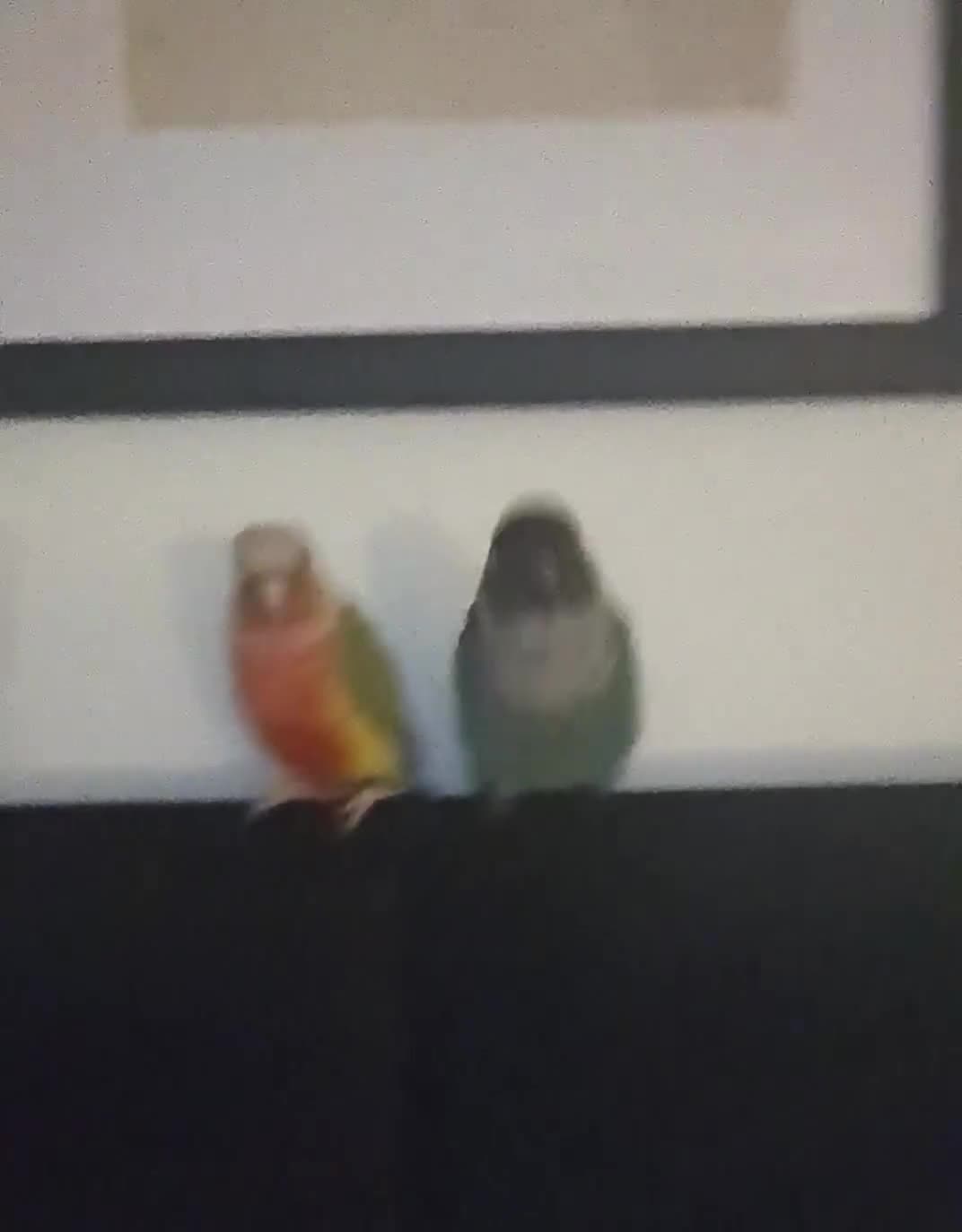 Conures birds for sale: Bonded pair of green cheek conures  - Video 1