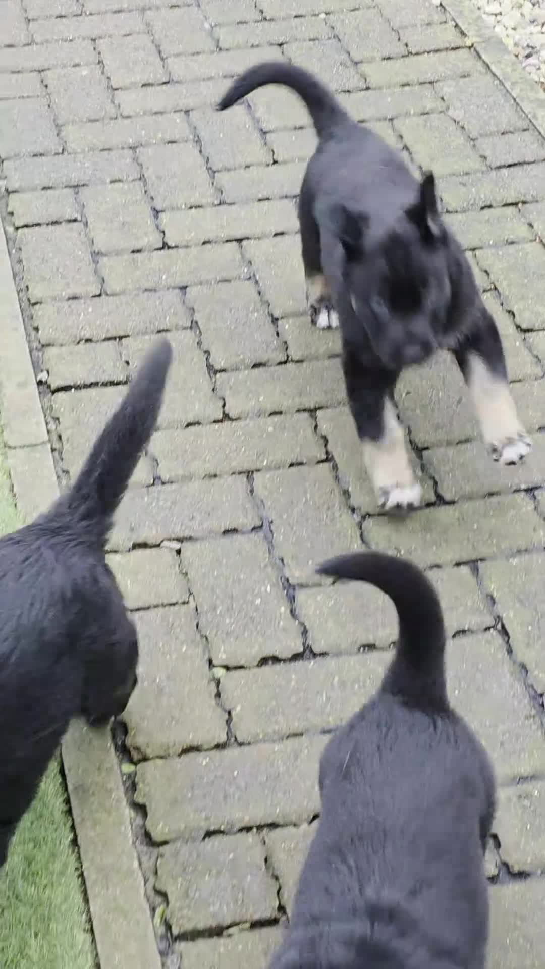 German Shepherd dogs for sale: 🐾 3 beautiful female german shepherd puppies 🐾 - Video 1