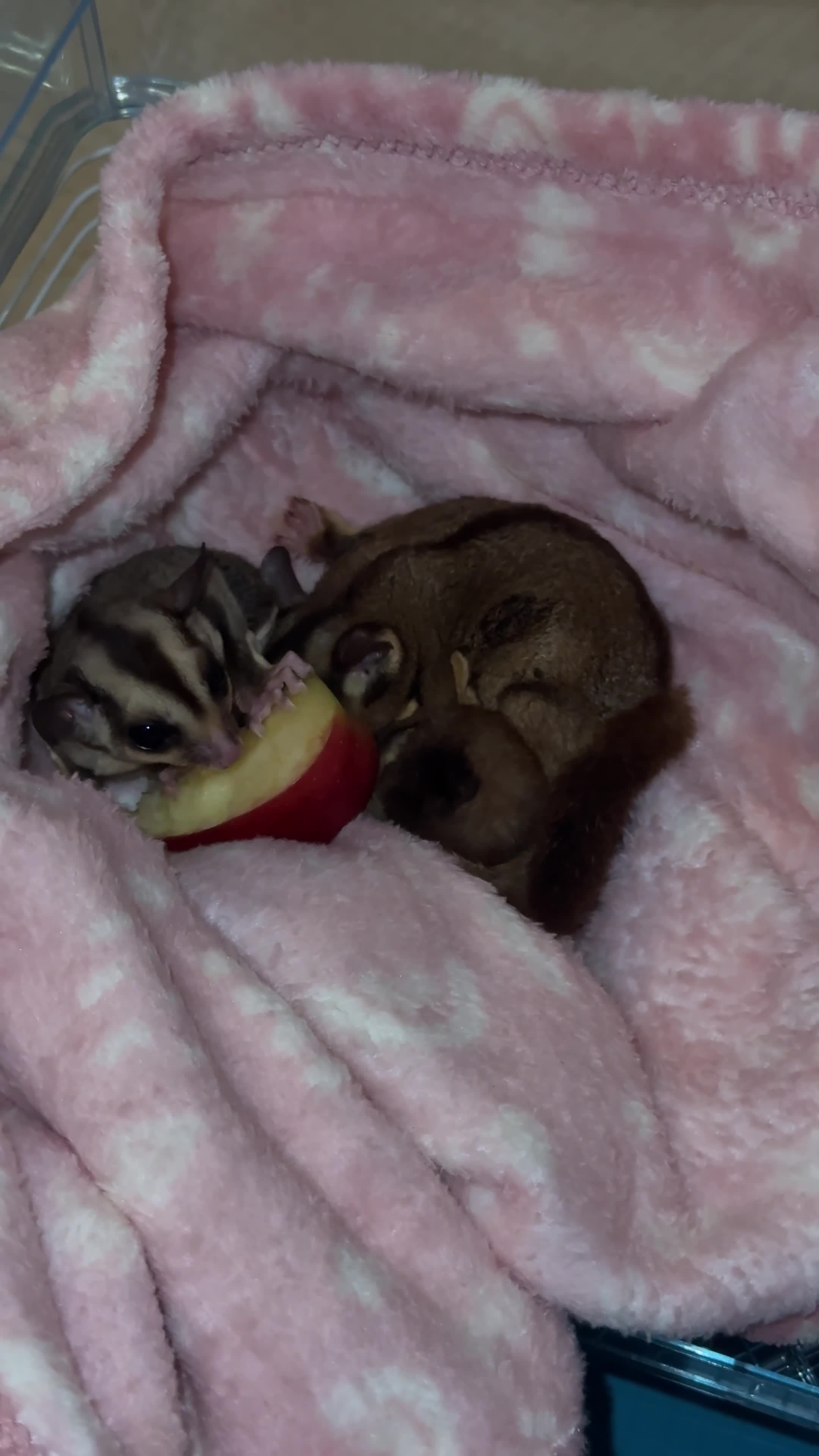 Sugar Glider rodents for sale: Sugar glitter  in Norwich - Video 2