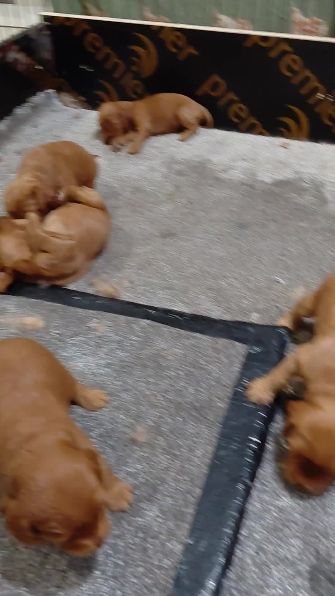 Cockapoo dogs for sale: F2 Cockapoo - Video 1