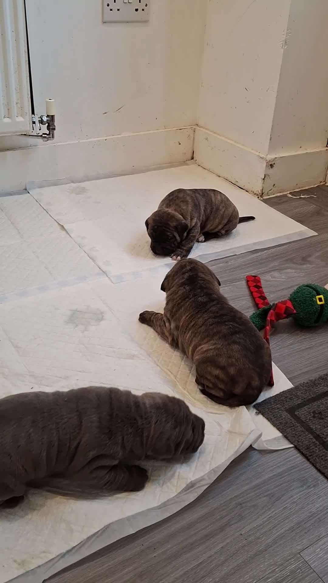 Mixed Breed dogs for sale: 🐾 EXCEPTIONAL LITTER OF 4 BIG,BOLD & BEAUTIFUL 🐾 - Video 1