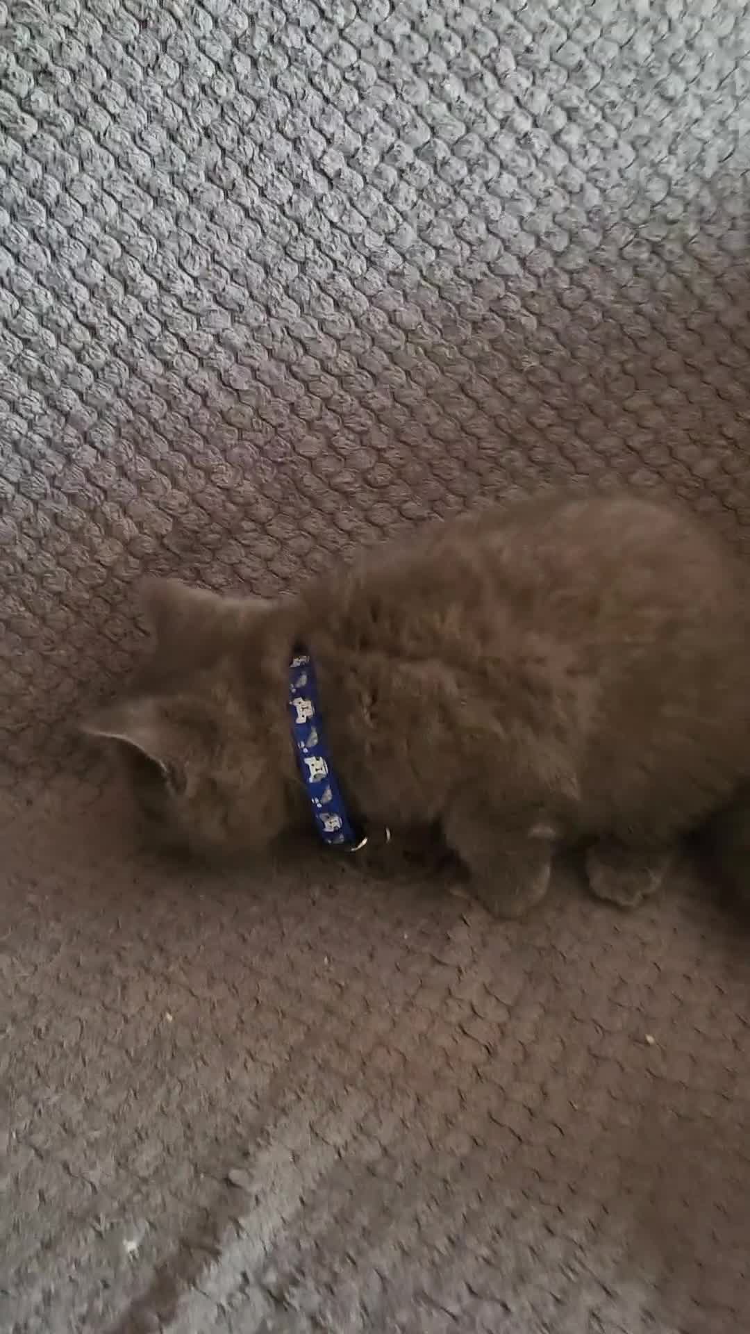 British Shorthair cats for sale: 4 adorable British Shorthair kittens - Video 3