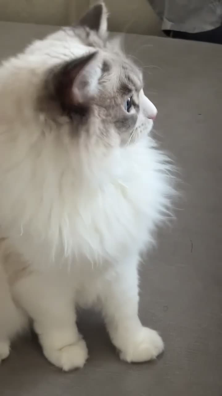 Ragdoll cats for sale: RAGDOLL - Video 1