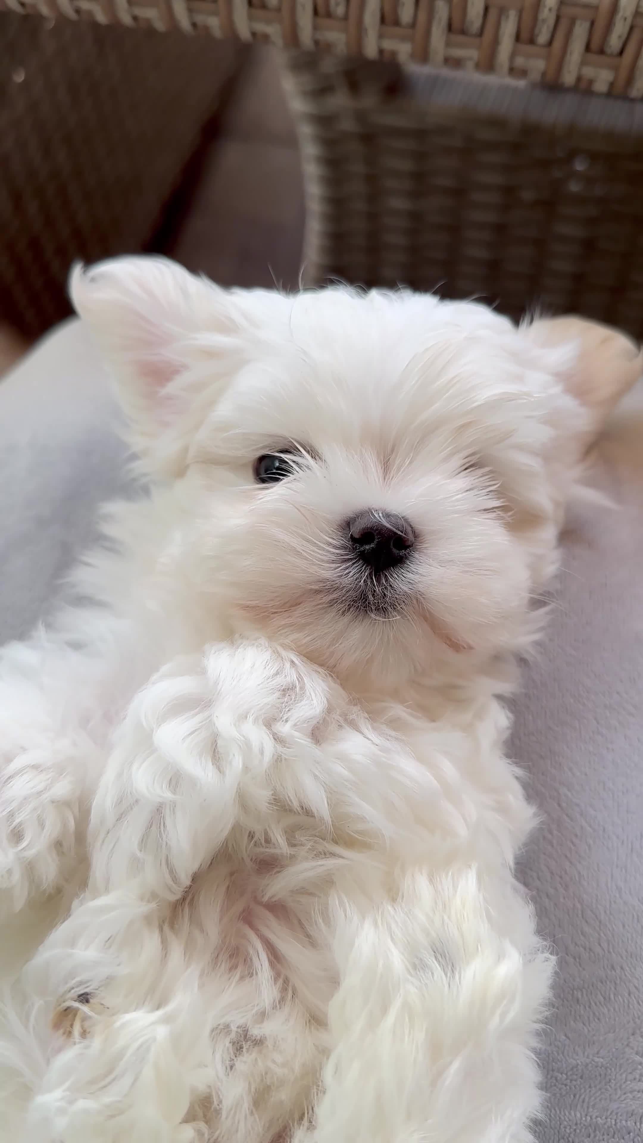 Maltese dogs for sale: Exclusive Mini Maltese - Only One Boy Left! in Ulverston - Video 1