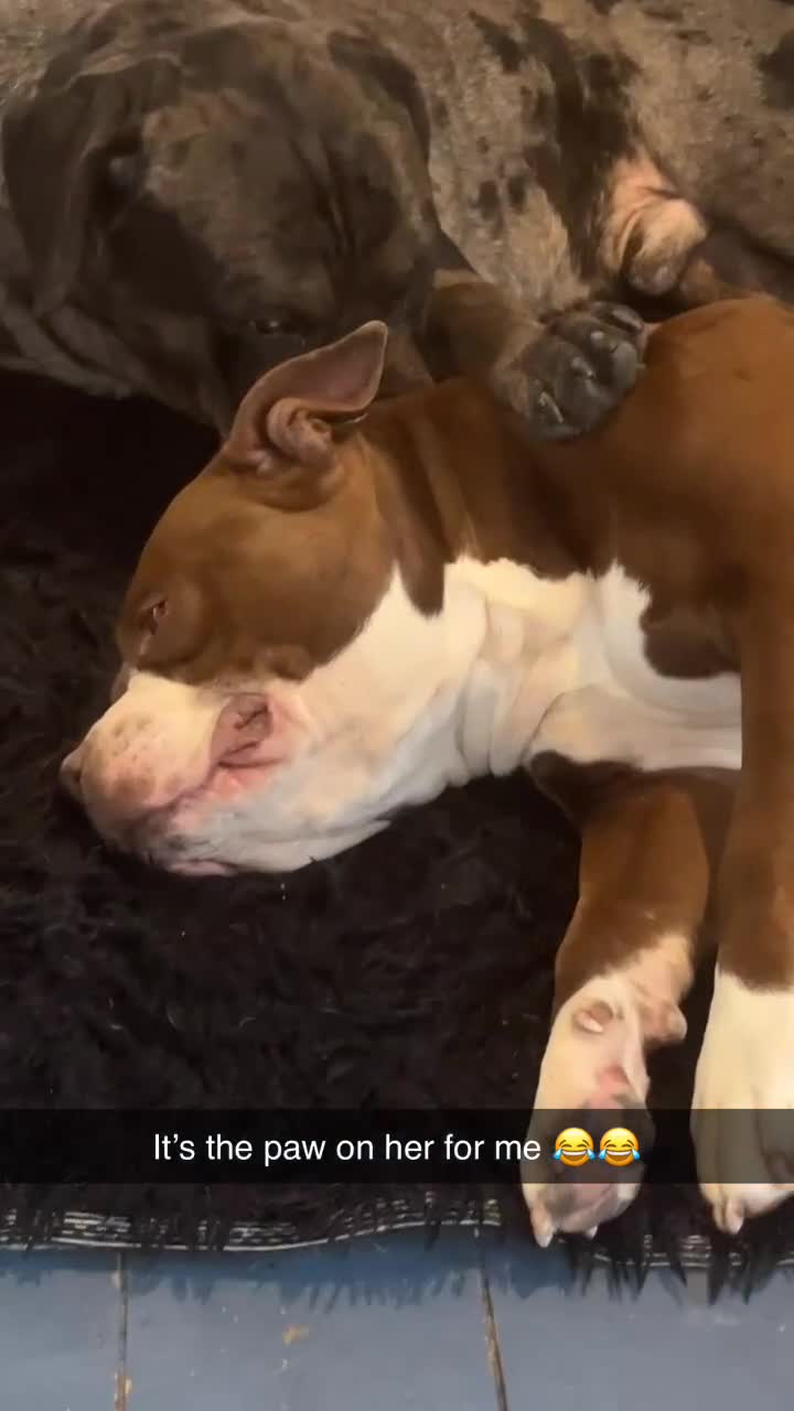 Mixed Breed dogs for sale: ACE (cane corso) for sale  - Video 3