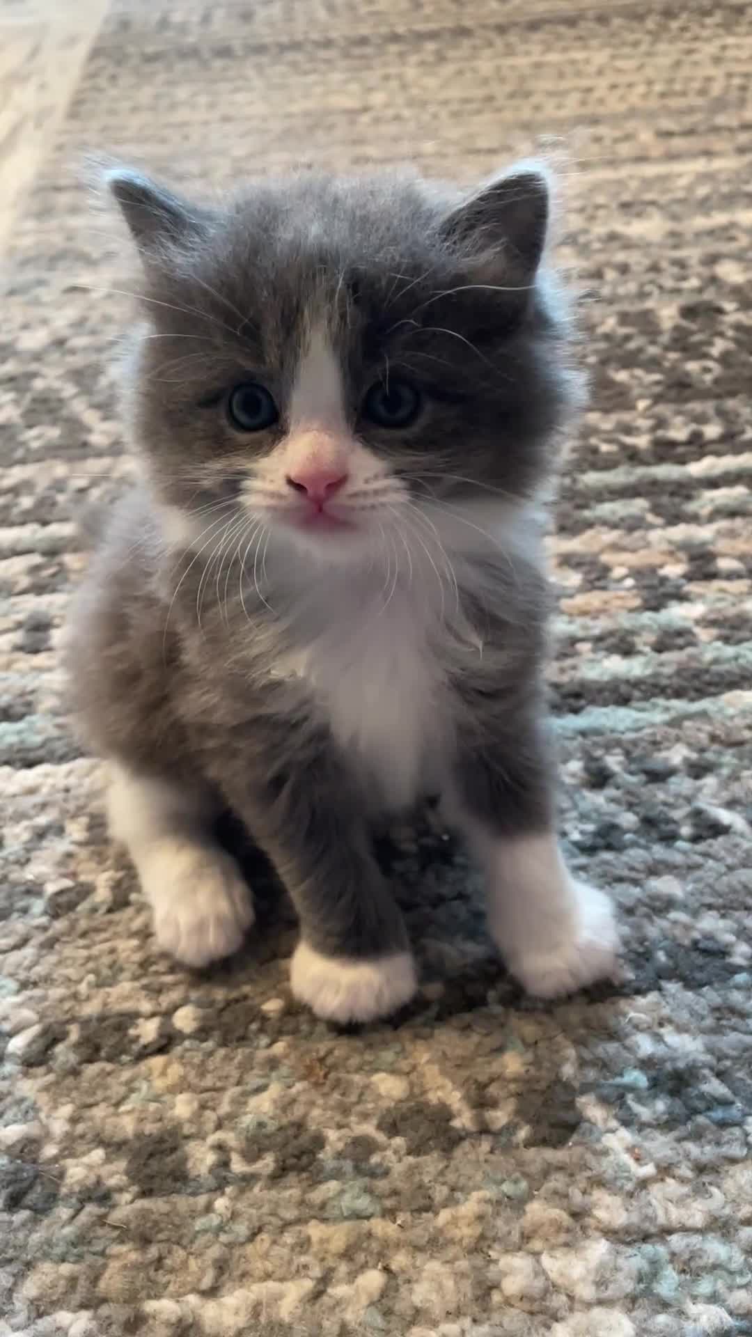 Ragdoll cats for sale: Beautiful Ragdoll kittens rare blue colour - Video 2