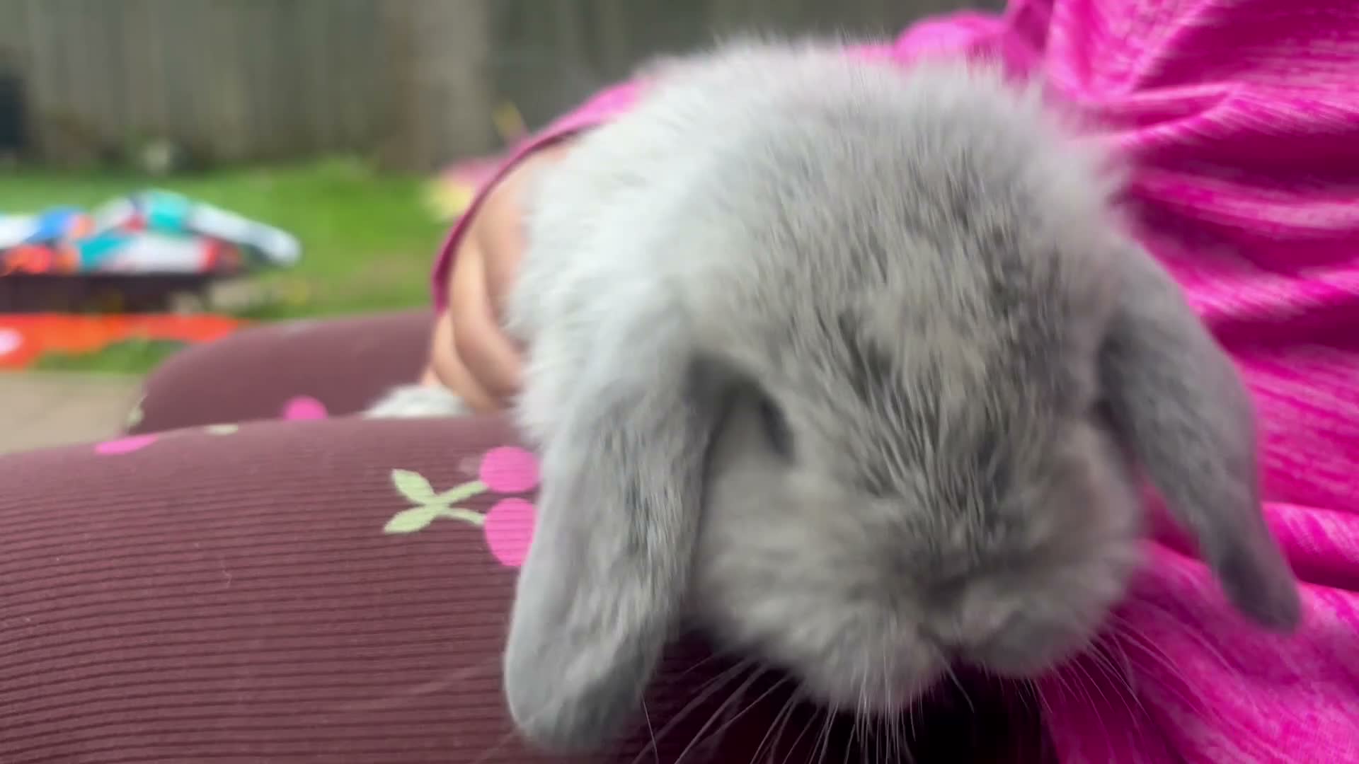 Mini Lop rabbits for sale: Pure bred baby pedigreed mini lops  - Video 1