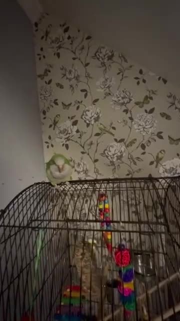 Parrots birds for sale: 3-Year-Old Green Quaker Parrot - Video 3