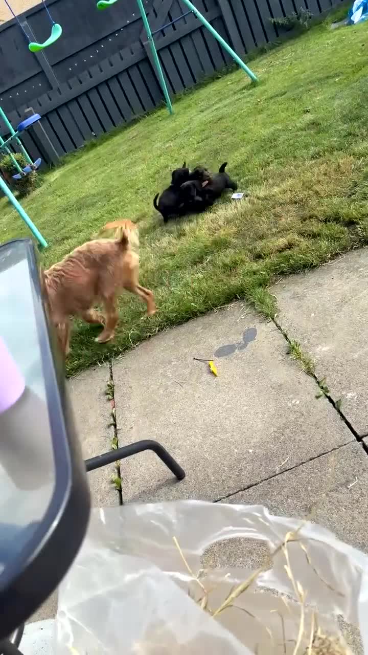 Mixed Breed dogs for sale: 4 male cocker mixes - Video 1