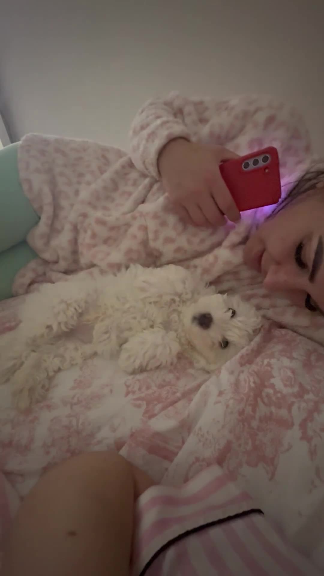 Bichon Frise dogs for sale: Beautiful Bichon Puppies - Video 2