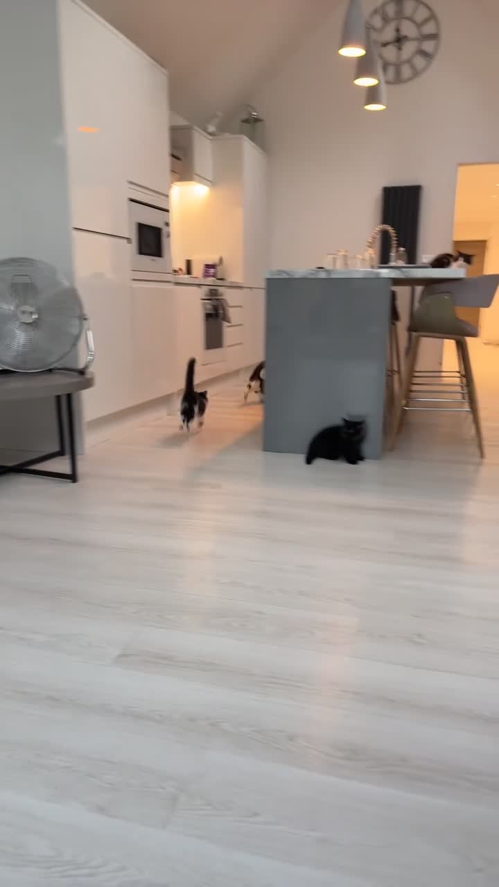 Ragdoll cats for sale: 4x Half ragdoll half mixed kittens  - Video 2