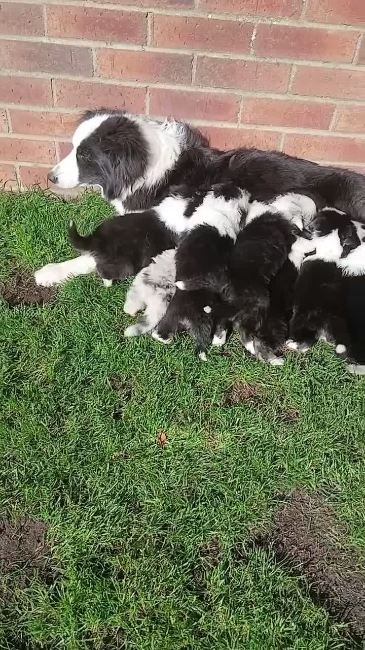 Border Collie dogs for sale: BORDER COLLIE PUPS - Video 1