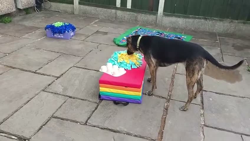 Mixed Breed dogs for sale: 3yr German shepherd Staffordshire cross  in Manchester - Video 2