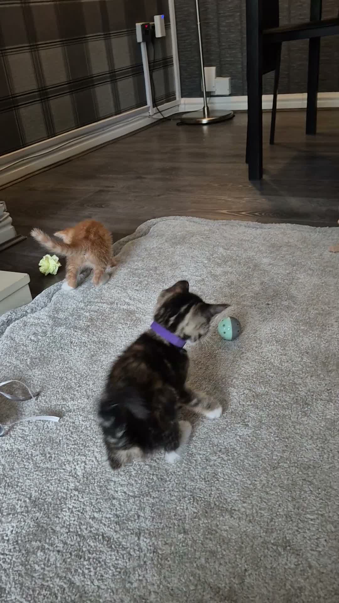Mixed Breed cats for sale: Beatiful friendly kittens - Video 2
