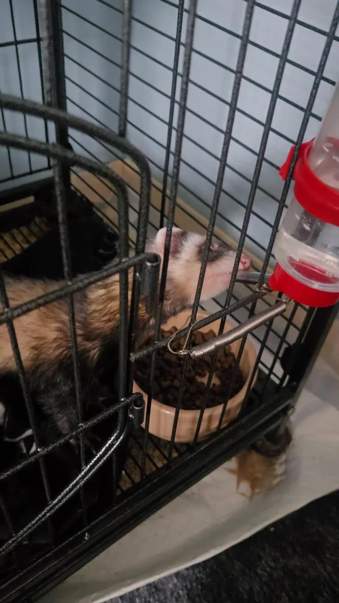 Ferret rodents for sale: One female ferret with cage (area pembrokeshire) in Pembroke Dock - Video 3