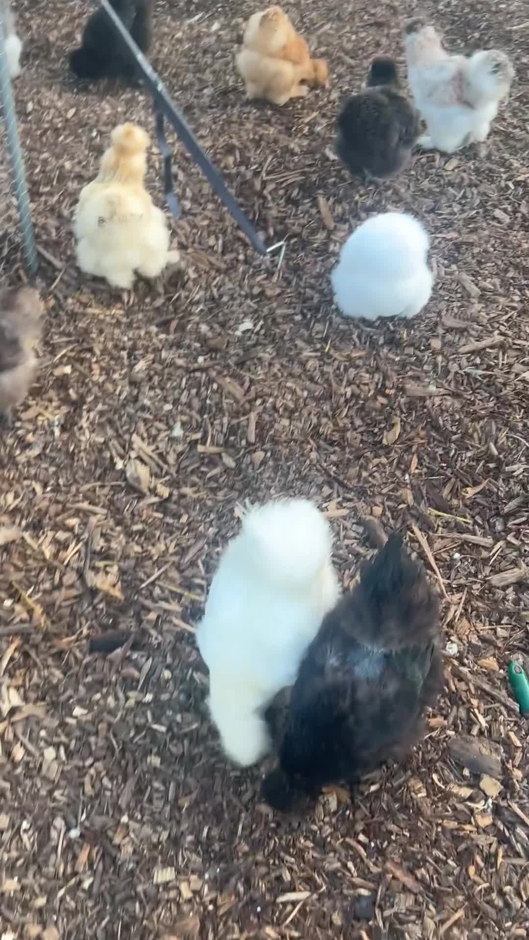 Chickens poultry for sale: 5 Day Old Silkie Chicks - Video 1