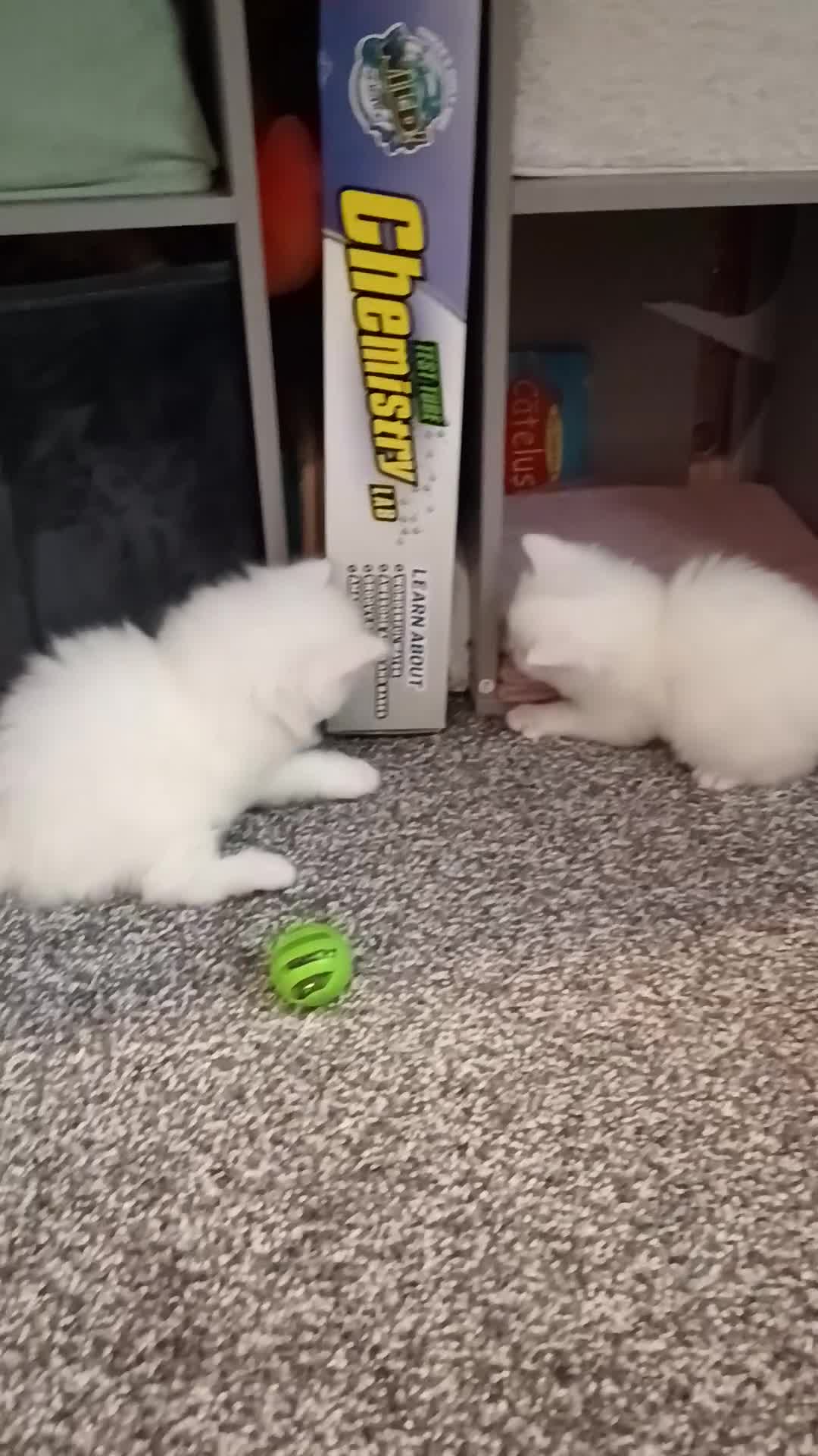 Maine Coon cats for sale: Stunning White Maine Coon kittens  in Liverpool - Video 2