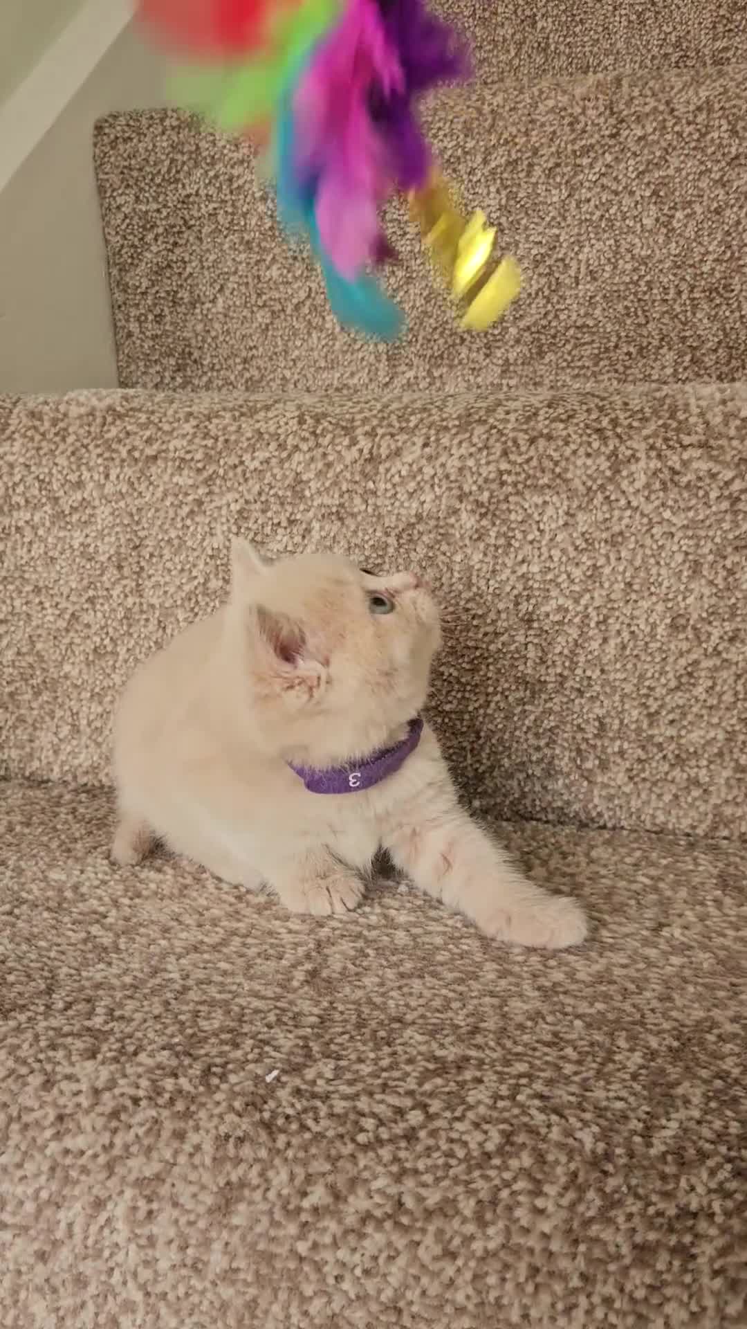 British Shorthair cats for sale: British shorthair kittens , ONLY 1 BOYS LEFT!!! - Video 5