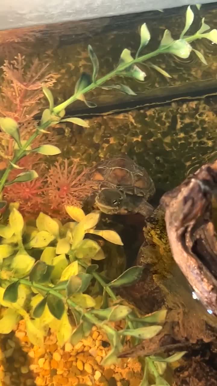 Turtle reptiles for sale: Reeve turtles  in Wisbech - Video 1
