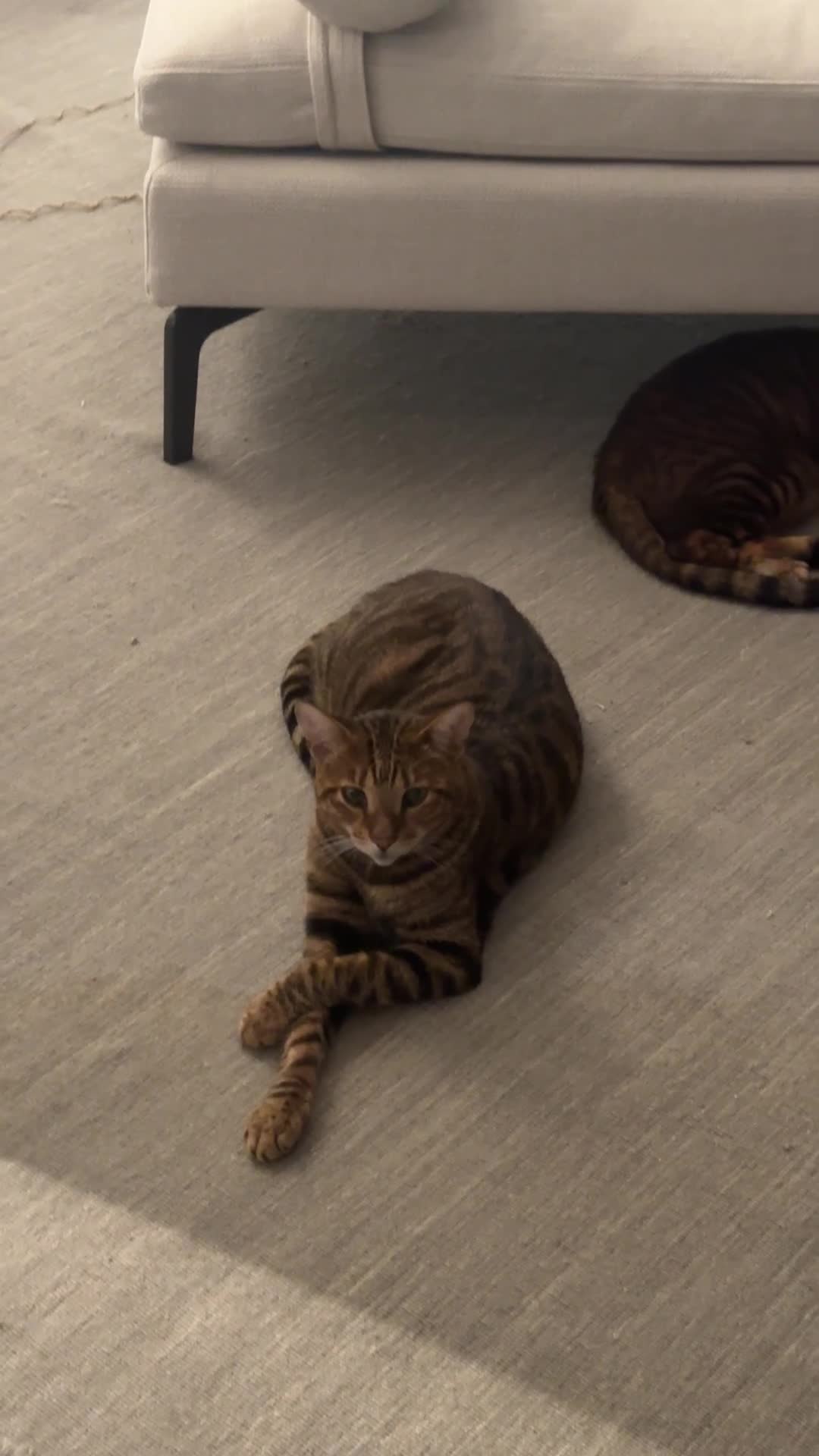 Toyger cats for sale: Toyger-Bengal mix sisters - Video 1