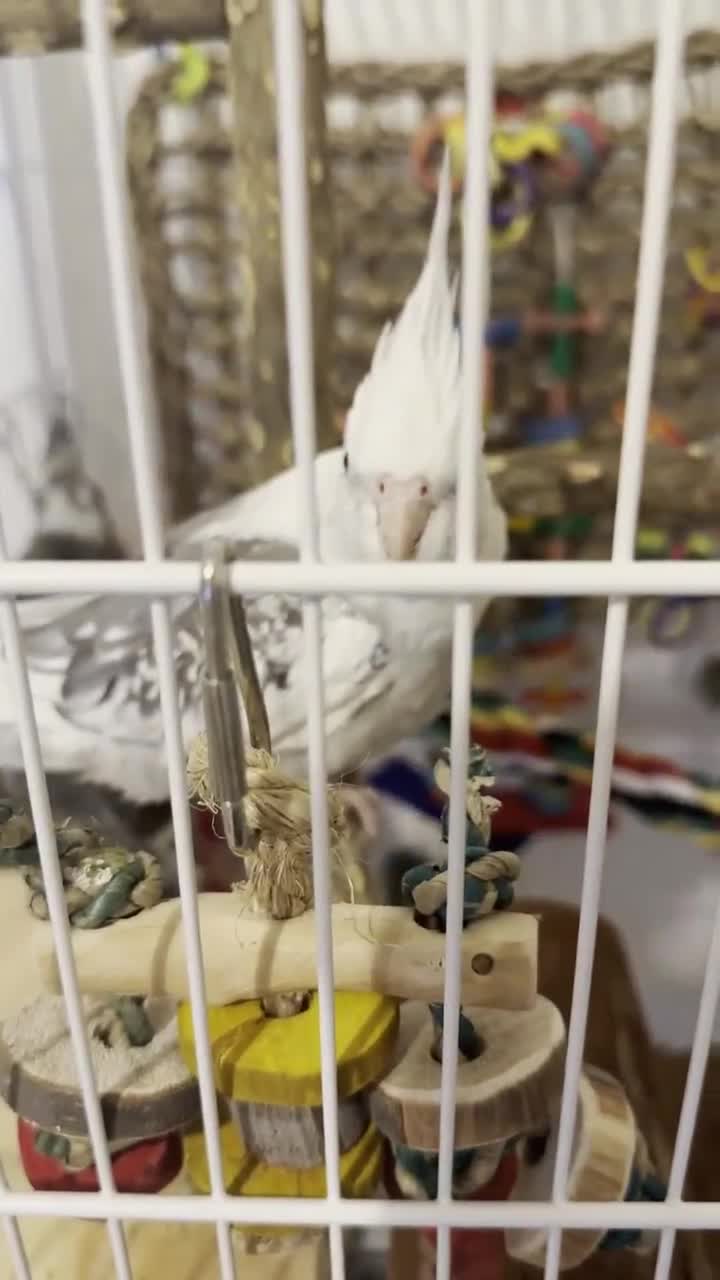 Cockatiels birds for sale: Selling two lovely sweet male cockatiels with cage - Video 1
