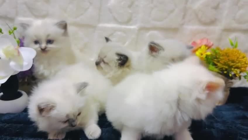Ragdoll cats for sale:  Exceptional GCCF Registered Ragdoll Kittens   - Video 1