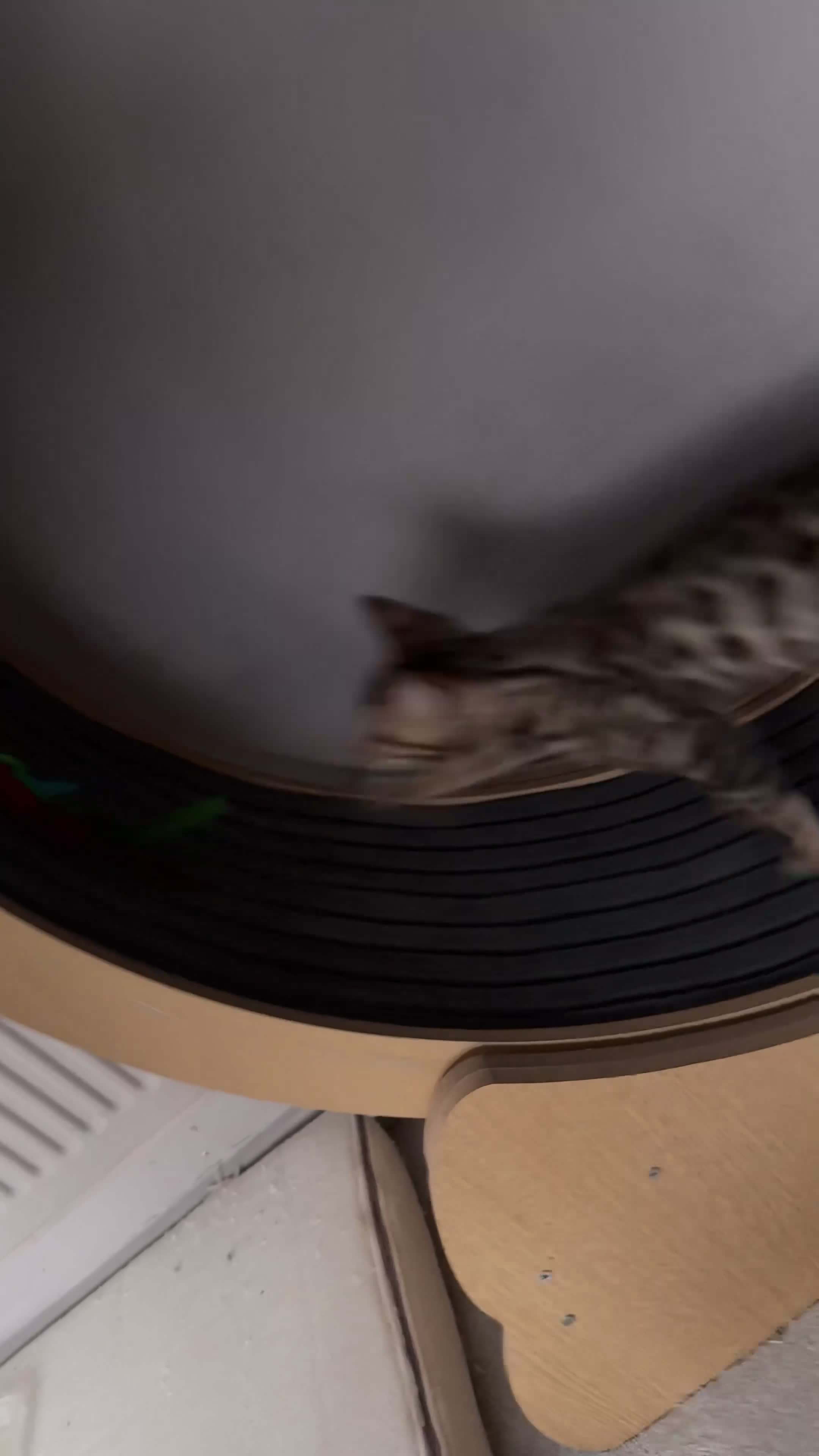 Bengal cats for sale: Bengal kitten size XXL - Video 1