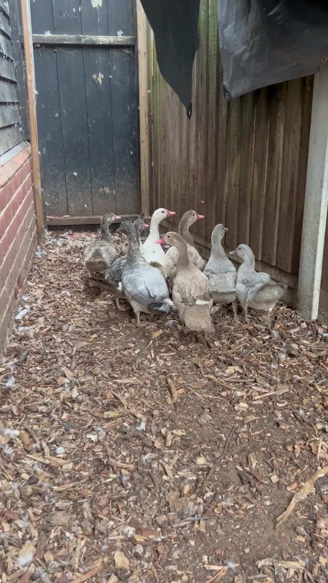 Ducks poultry for sale: Muscovy duck pairs  - Video 1