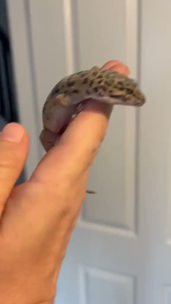 Leopard Gecko reptiles for sale: 10 month old Leopard Geko  - Video 2