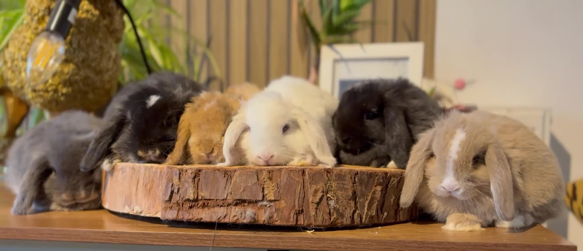 Mini Lop rabbits for sale: Mini Lop Girls looking for loving homes - Video 1