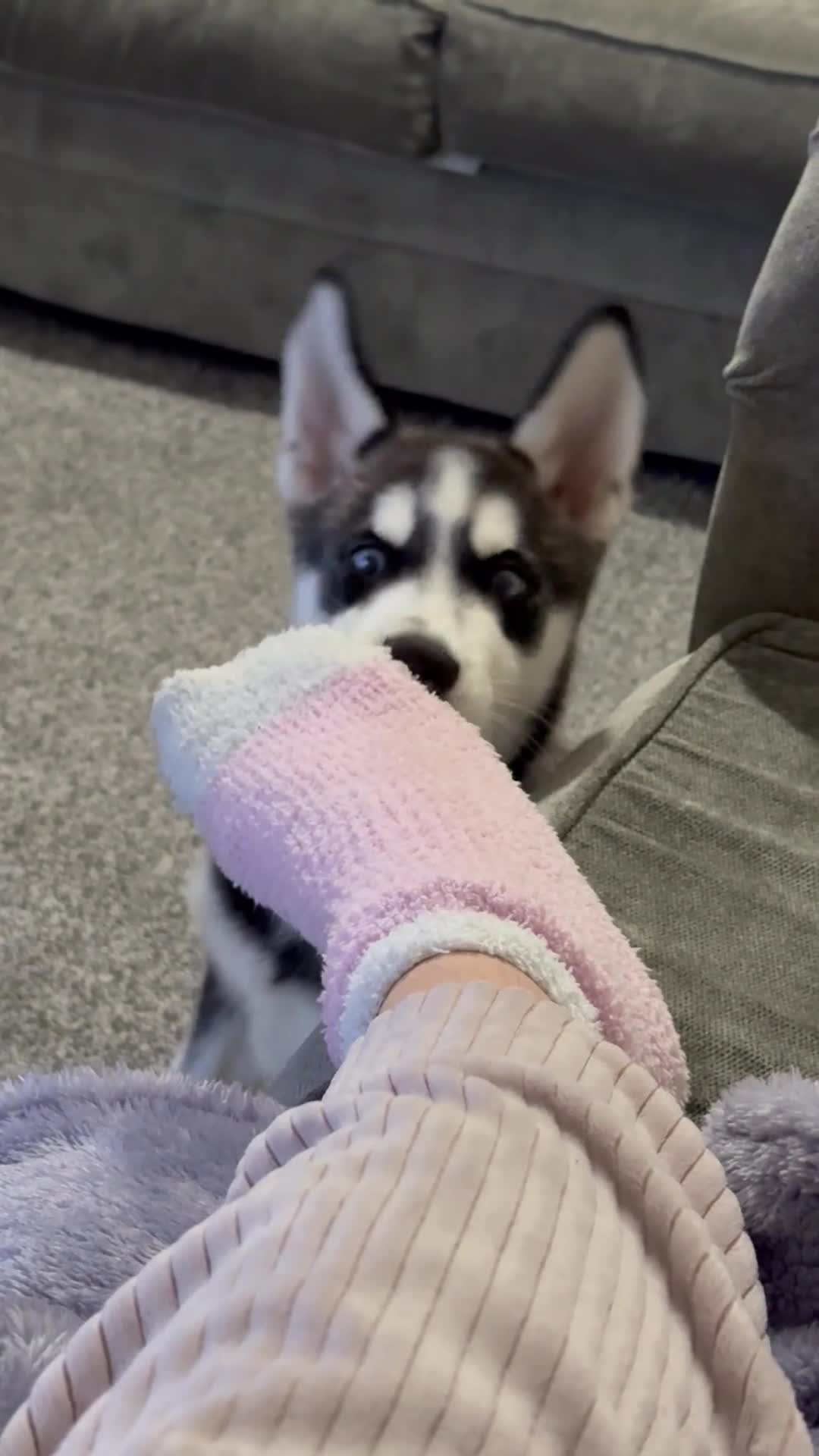 Siberian Husky dogs for sale: Siberian husky  - Video 1