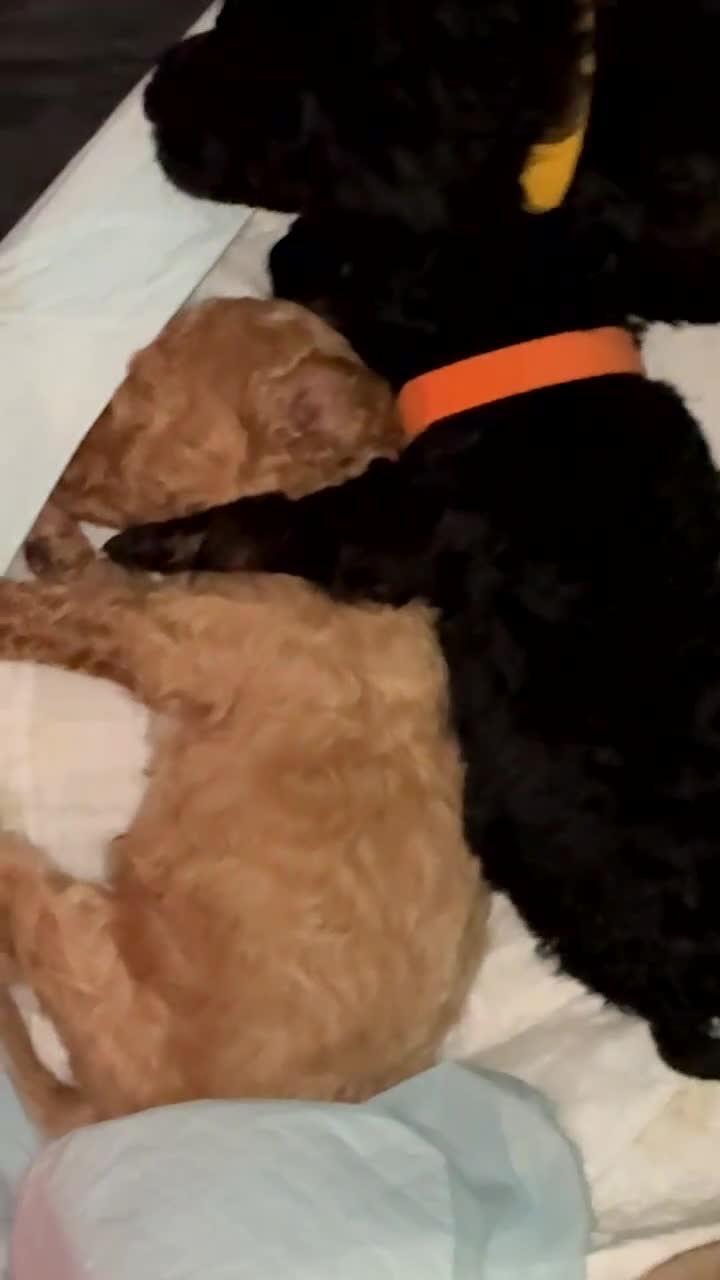 Poochon dogs for sale:  F1B poochons🐼 - Video 2