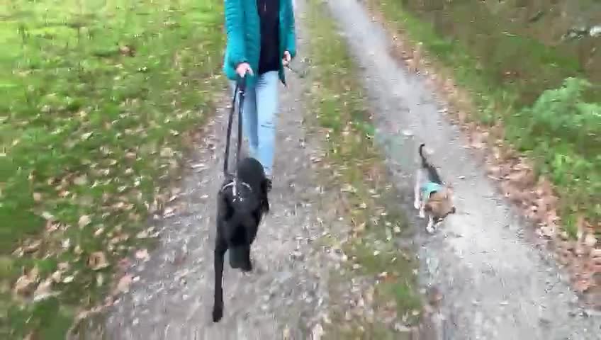 Mixed Breed dogs for adoption: Pango is looking for his forever home  - Video 2