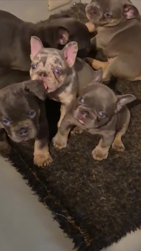 French Bulldog dogs for sale: French Bulldog puppies  - Video 2