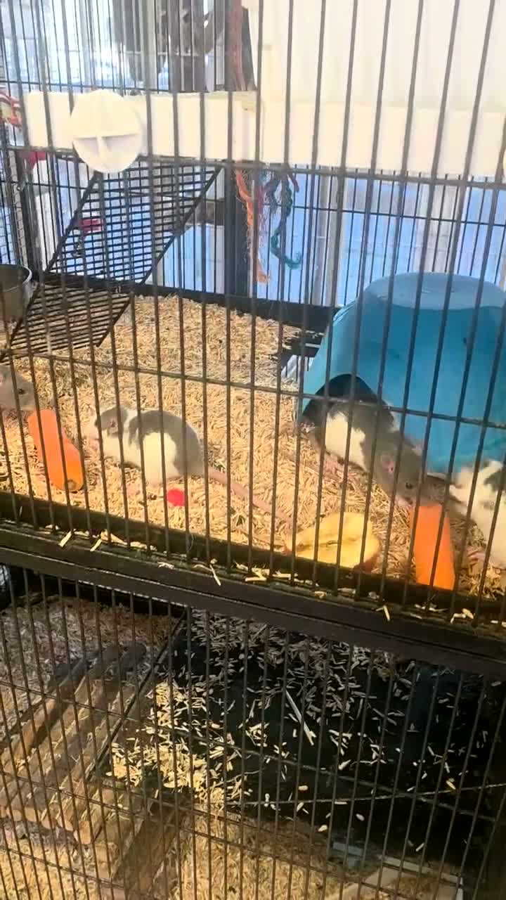 Rat rodents for sale: Baby rats, well handled - Video 2