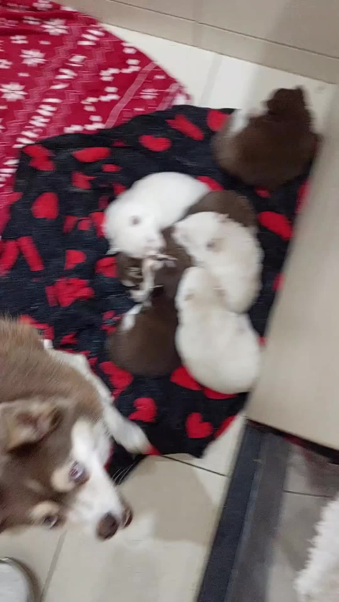 Pomsky dogs for sale: Pomsky Puppy's  in Liverpool - Video 3