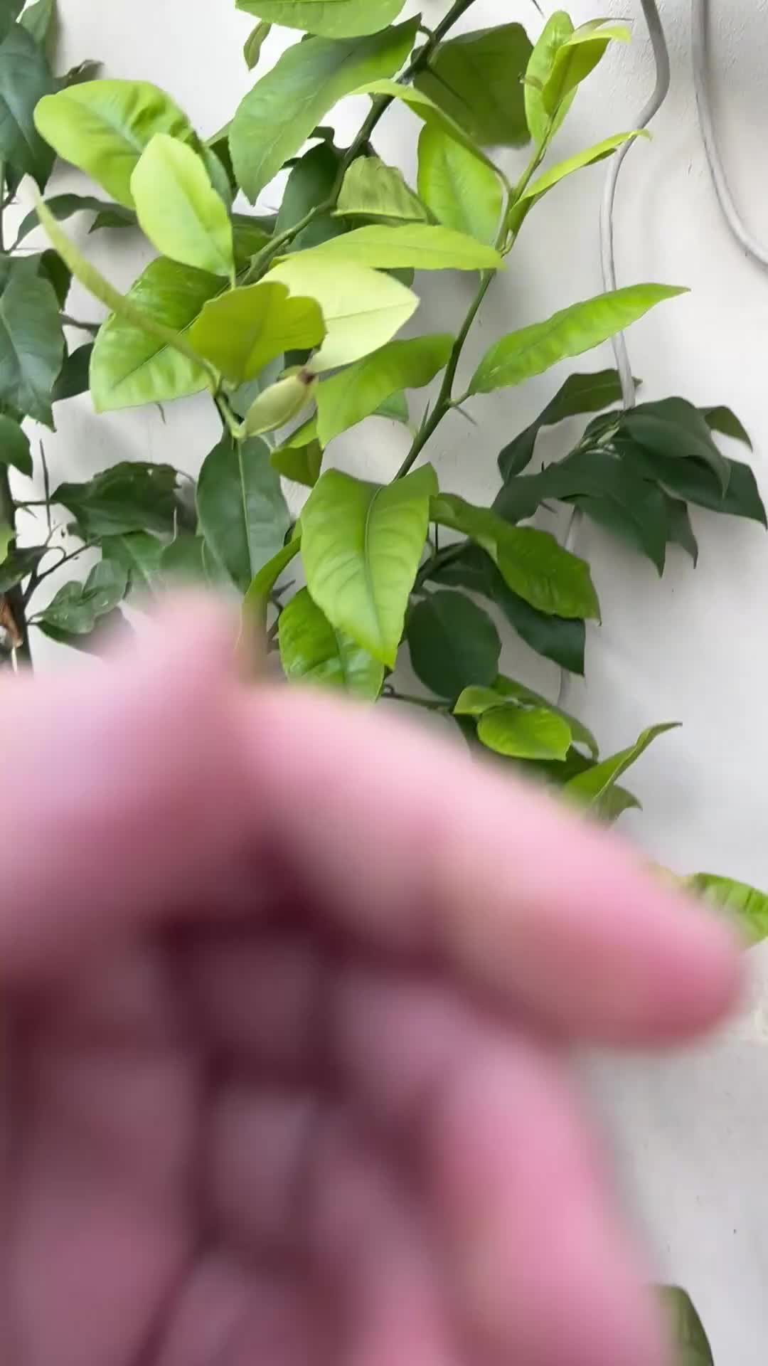 Budgerigars birds for sale: Budgies for sale - Video 1