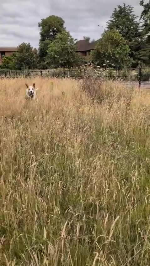 Mixed Breed dogs for adoption: 🌿 Meet Milo – Your Next Adventure Buddy! 🐾 - Video 3