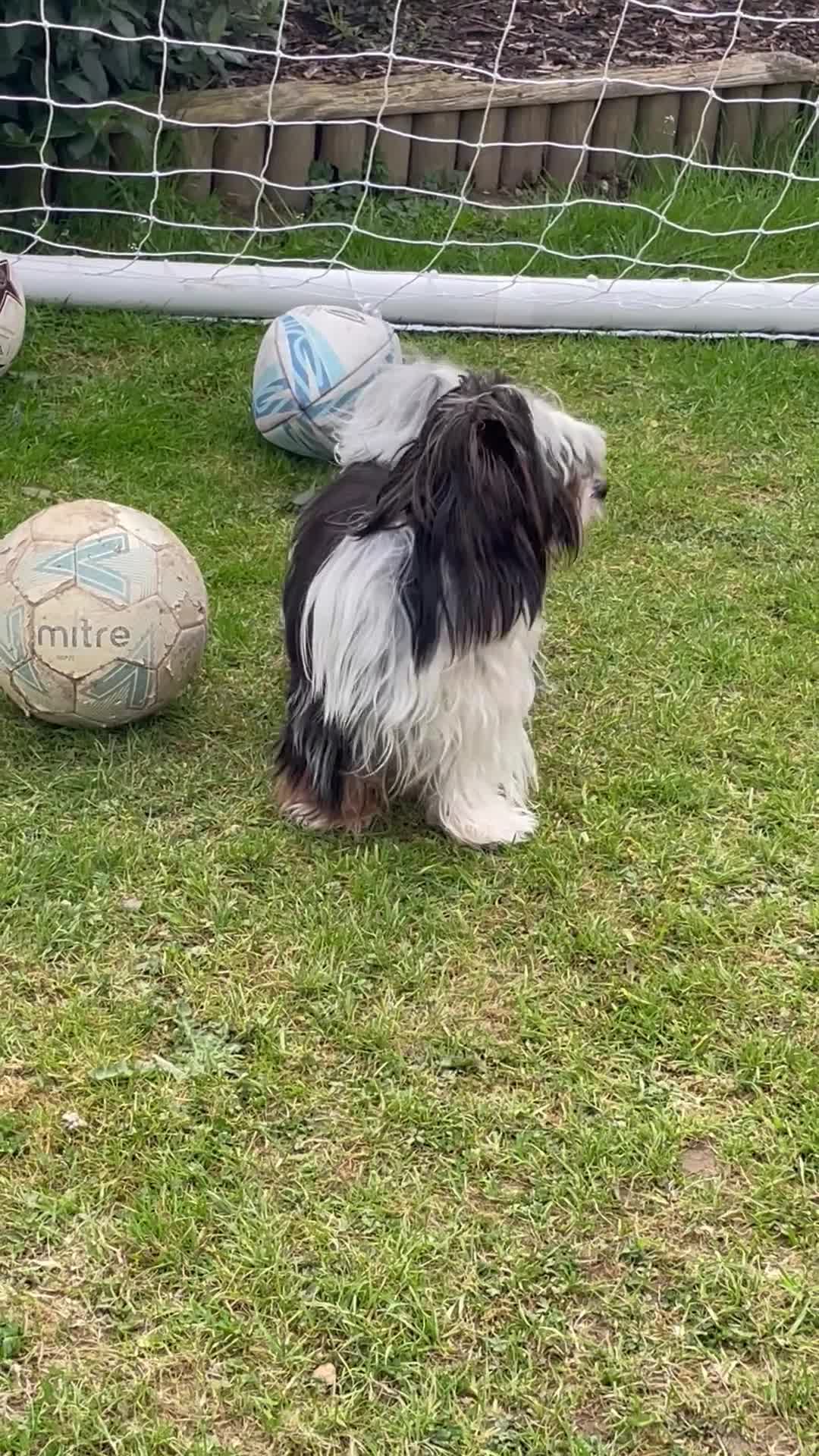 Biewer Terrier dogs for stud: Biewer terrier stud - Video 1