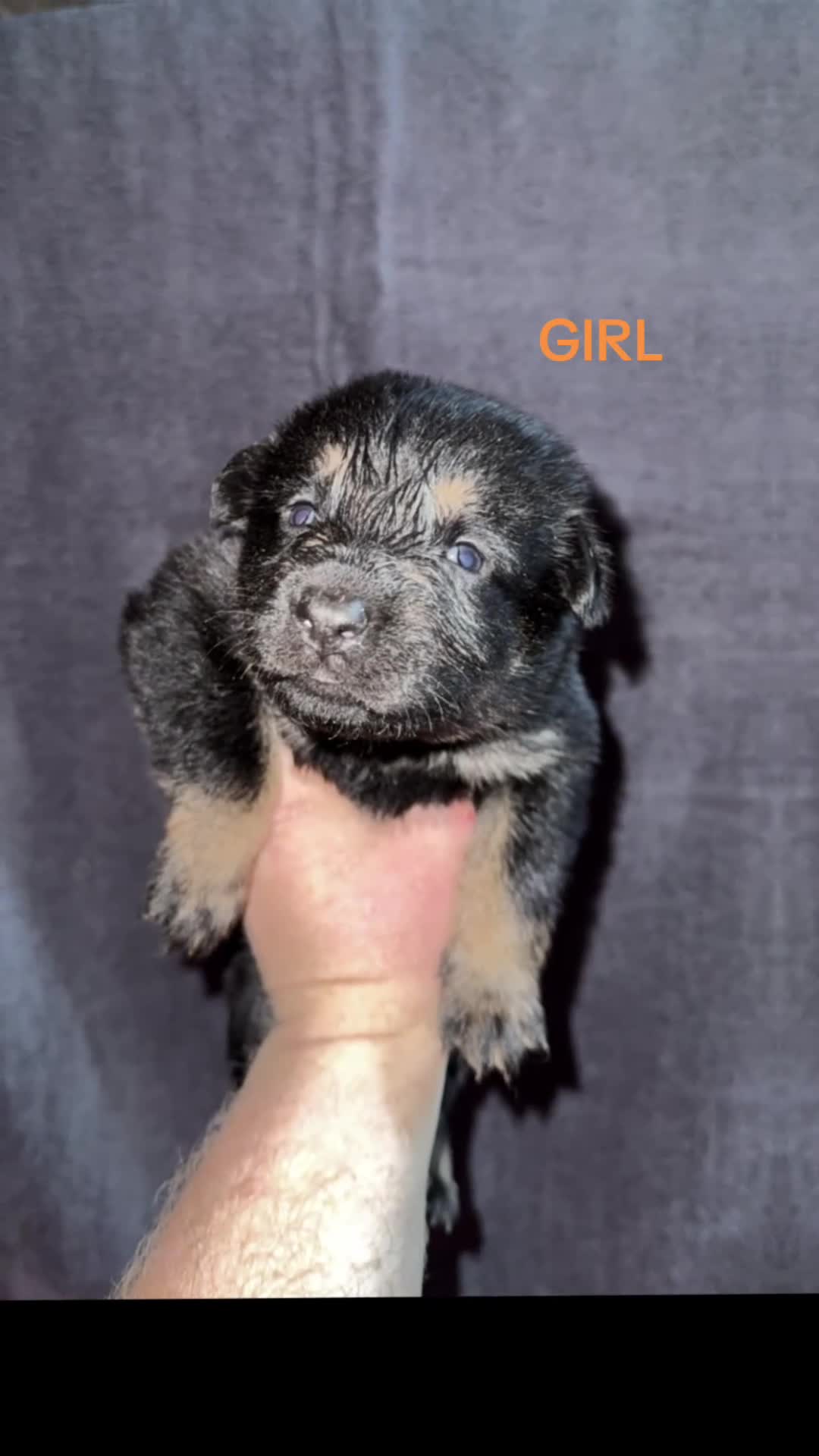 German Shepherd dogs for sale: German shepherd pups  - Video 3