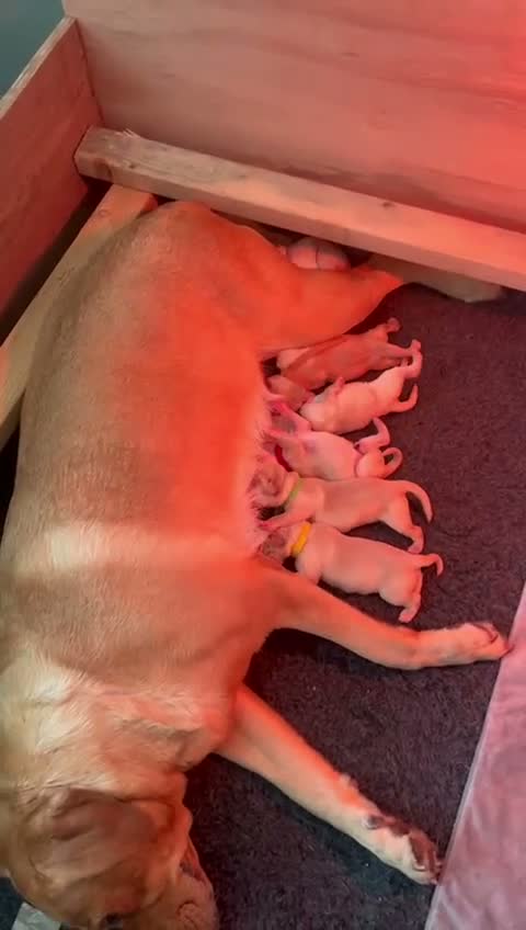 Labrador Retriever dogs for sale: Labrador Puppies mum and dad are our pets) - Video 1
