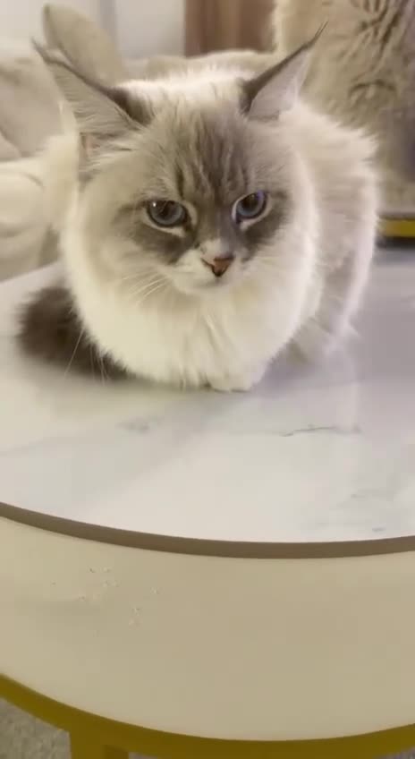 Siberian cats for sale: Rare Siberian Cats Available😻💯 - Video 1