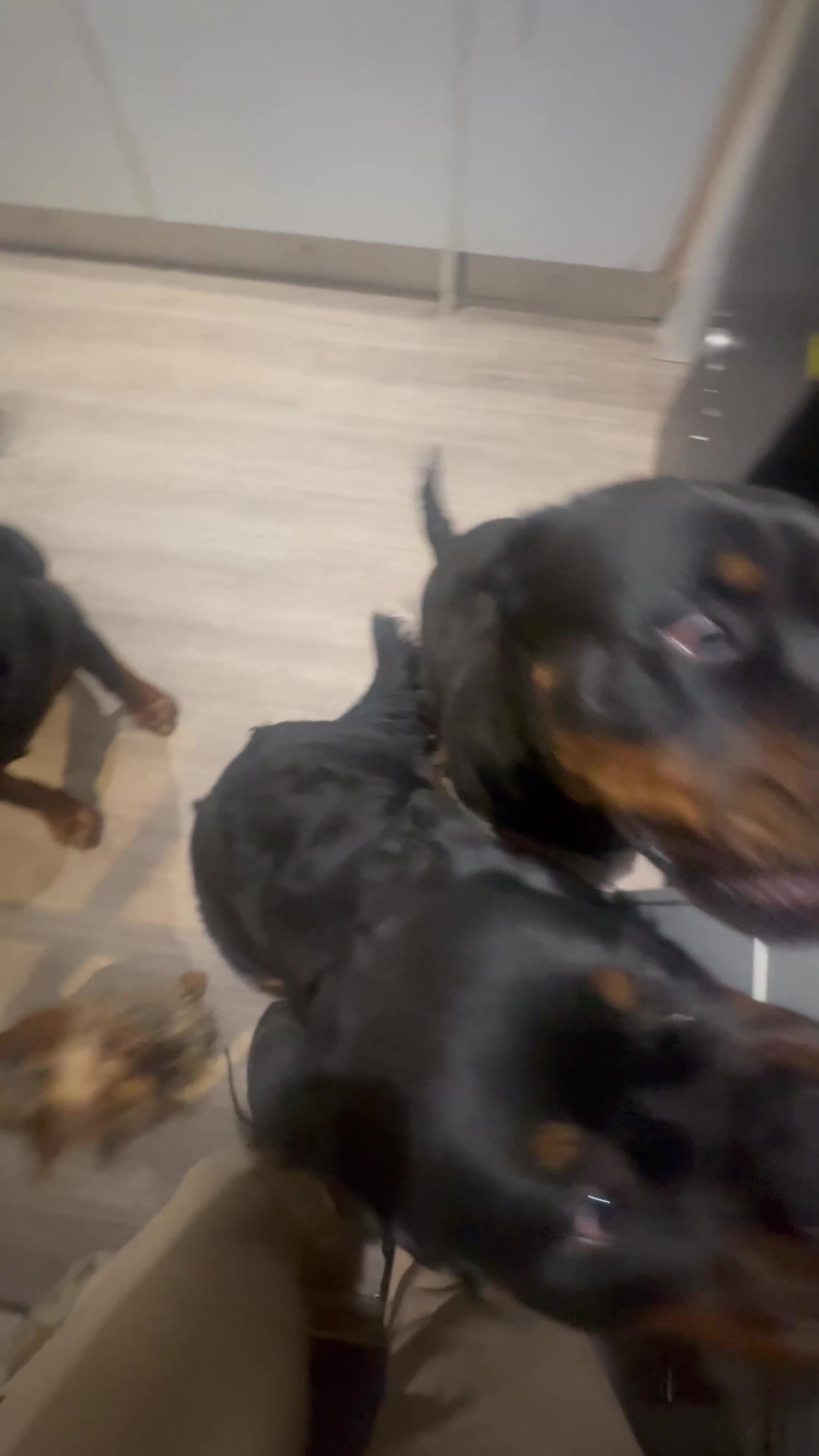 Rottweiler dogs for sale: Chunky Rotwieler pups for sale  in Manchester - Video 2