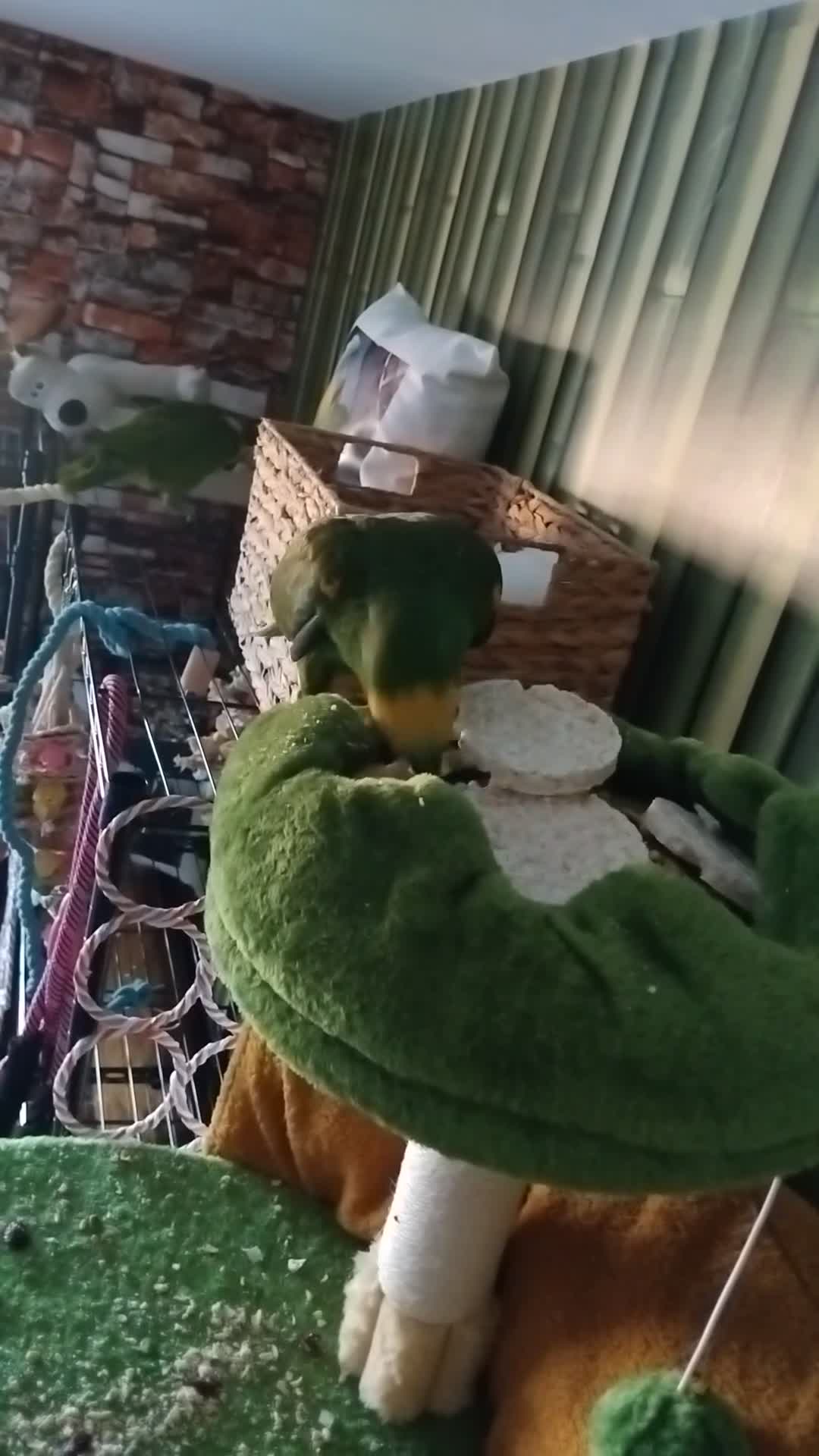Parrots birds for sale: Pair of bonded females  in Newton-le-Willows - Video 4