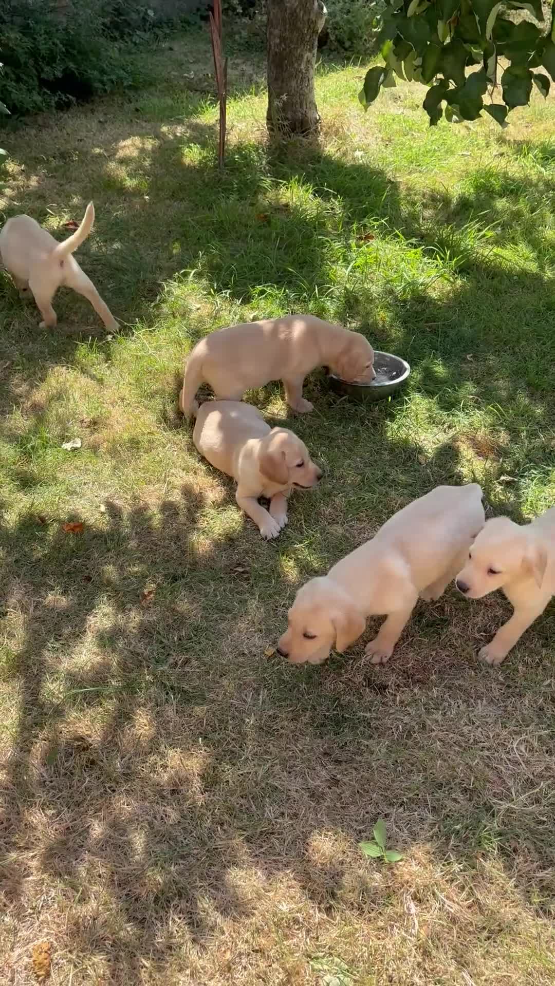 Labrador Retriever dogs for sale: Gorgeous KC Reg Labrador puppies - Video 1