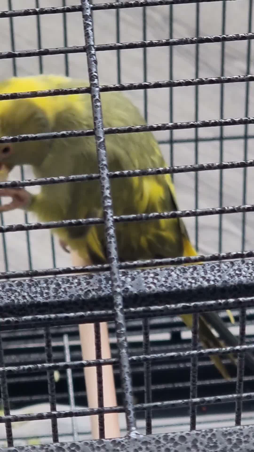 Parrots birds for sale: Beautiful baby ringneck talking parrot - Video 1