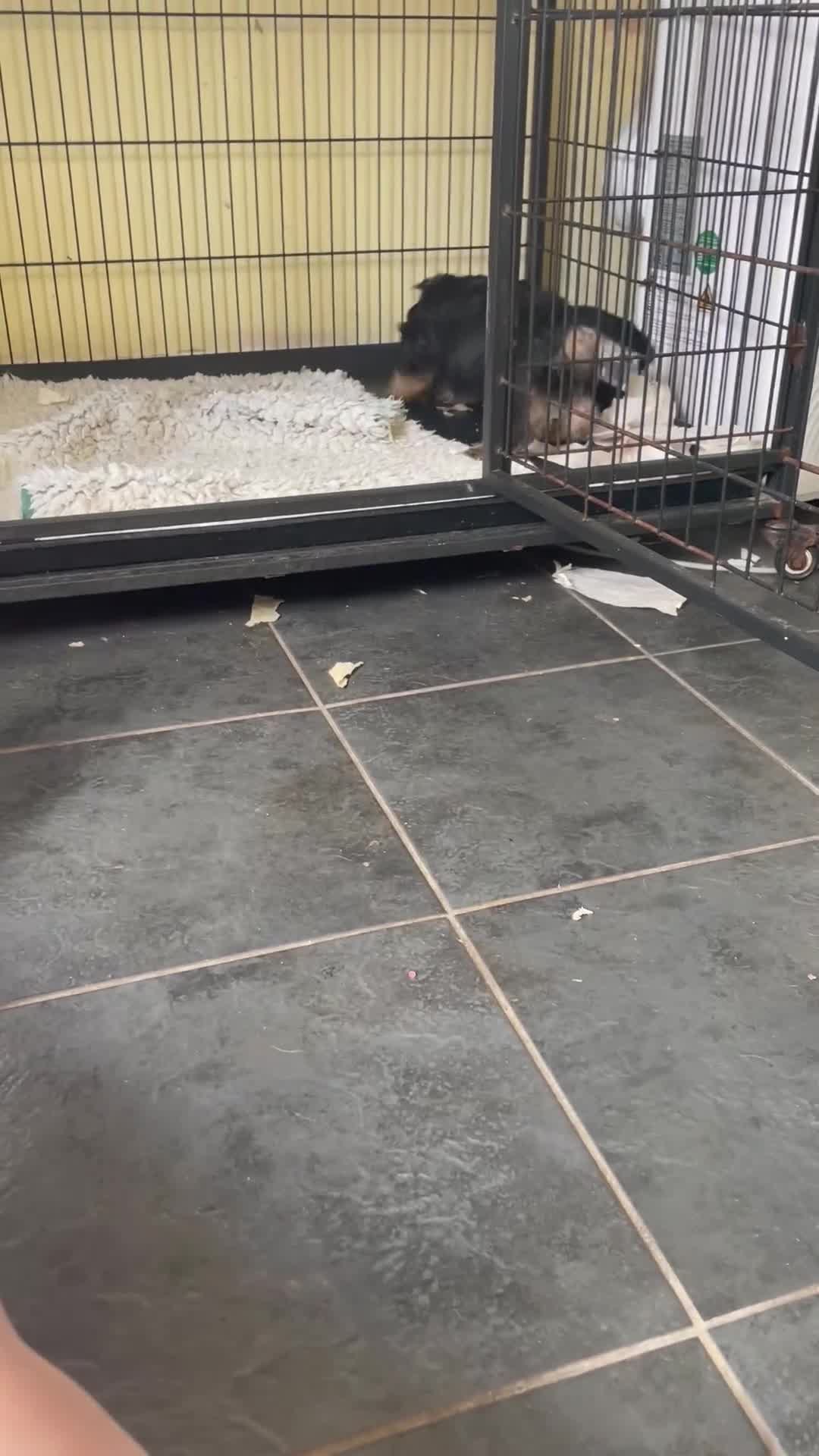 Dachshund dogs for sale: BLACK & TAN DAPPLE WIRE HAIRED - Video 1
