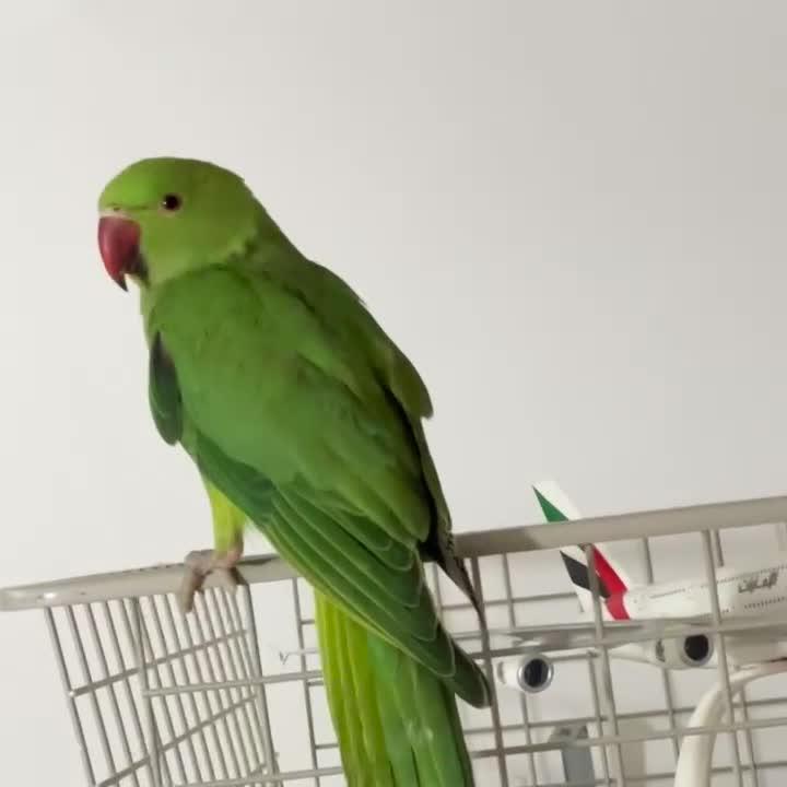 Parrots birds for sale: Selling beautiful Indian ring neck parrots. - Video 1